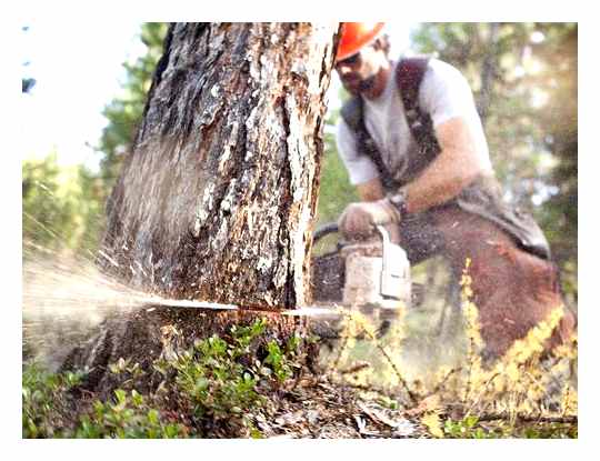 What Gasoline Does The Stihl Chainsaw Use