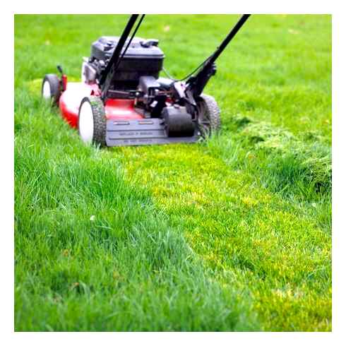 lawn, mower, tall, grass, their