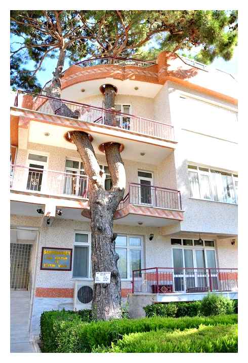 down, tree, apartment, building