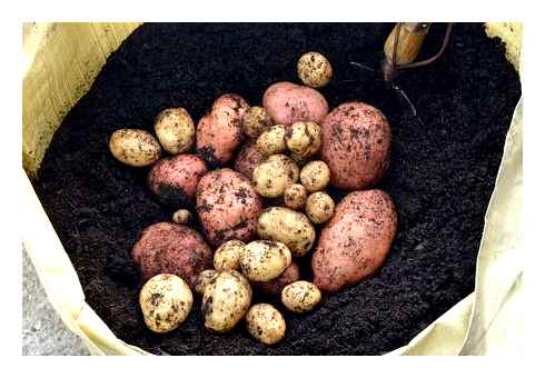 potato, foliage, trimmer, large, tubers