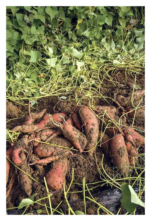 potato, foliage, trimmer, large, tubers