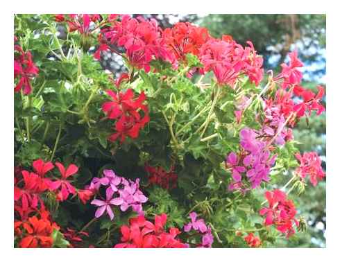 cuttings, geranium, possible, problems, their
