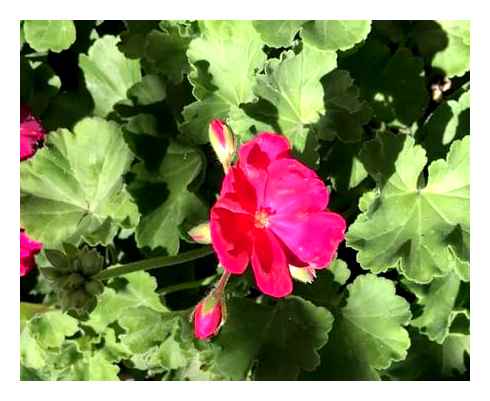 cuttings, geranium, possible, problems, their