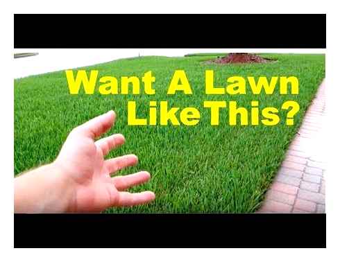 lawn, care, tips, nobody, tells, first-time