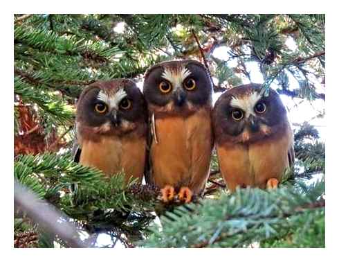 northern, whet, owls, size