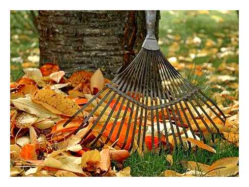 lawn, leaf, removal, cleanup