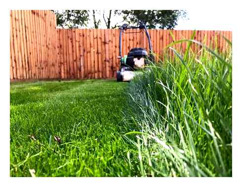 long, grass, lawn, mower, cutting, height
